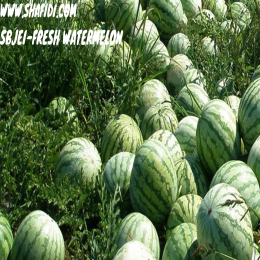 SBJEI-FRESH WATERMELON